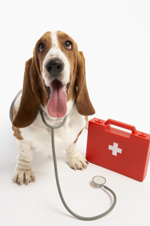 Домашняя ветеринарная аптечка первой помощи