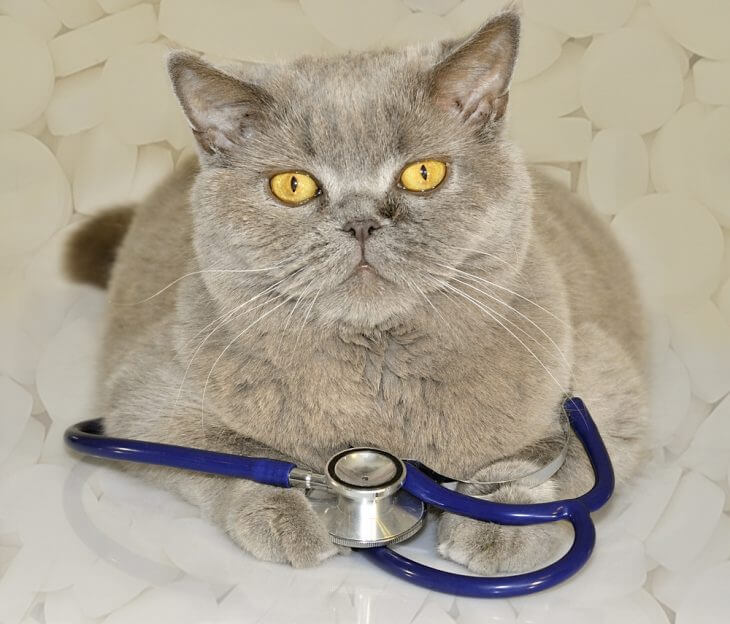 Вирусные заболевания опасные для кошек