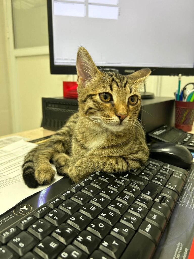 Как с нами связаться