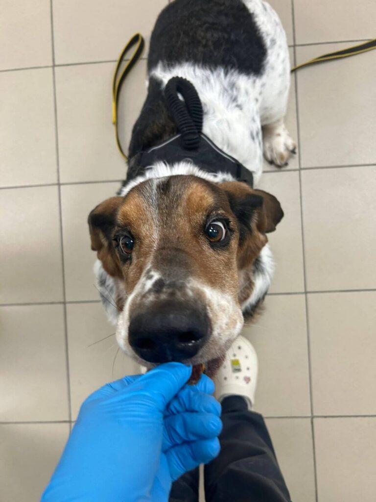 o-markirovannyh-vet-preparatah-i-retseptah